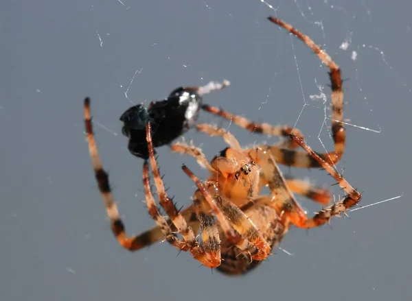 Spinnenwants Eng Insect — Stockfoto