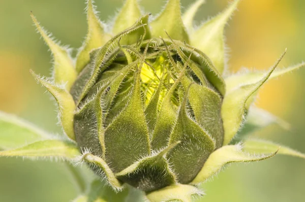 Girasole Chiuso Helianthus Annuus — Foto Stock