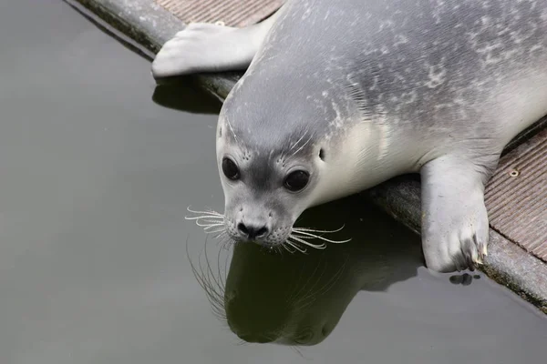 Zwierzęta Morskie Ssaki Fok — Zdjęcie stockowe