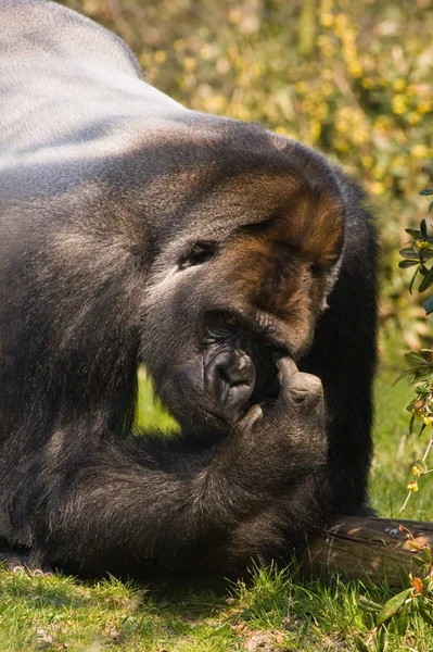 Primate Animale Gorilla Scimmia Scimmia — Foto Stock