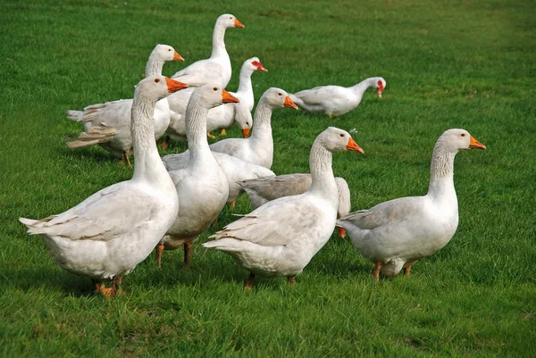 Vacker Utsikt Över Gäss Fåglar Naturen — Stockfoto