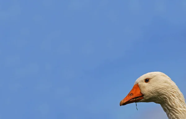 Мальовничий Вид Гусячого Птаха Природі — стокове фото