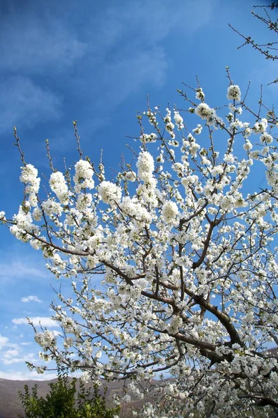 Квіти Гілки Мигдалевого Дерева — стокове фото