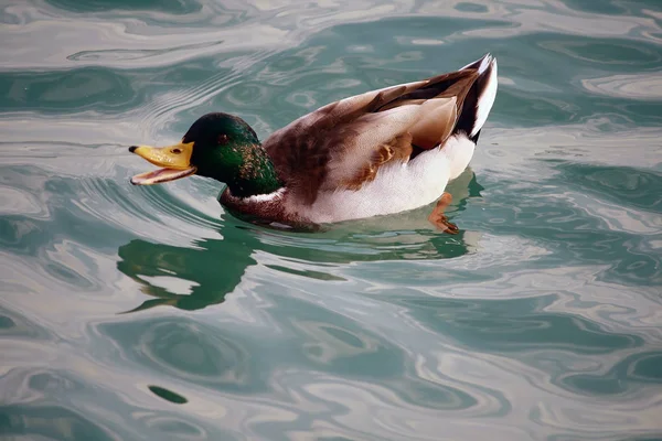 鳥や野性の概念を — ストック写真