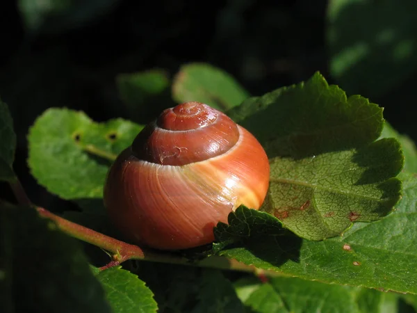 Pomalý Šnek Slizké Zvíře — Stock fotografie