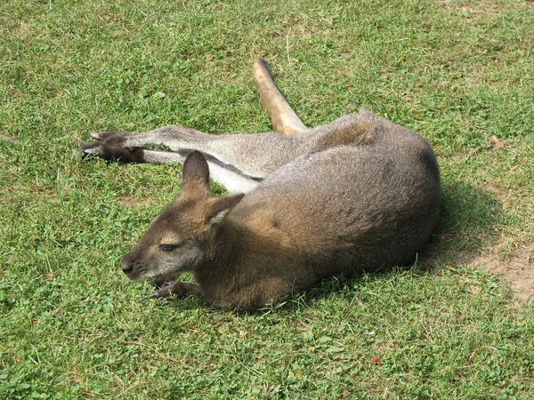 Animal Canguru Mamífero Australiano — Fotografia de Stock