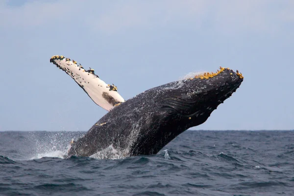 Baleia Jubarte Megaptera Novaeangliae — Fotografia de Stock