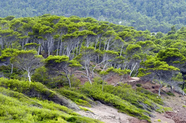 Mallorské Ostrovy Středozemním Moři — Stock fotografie