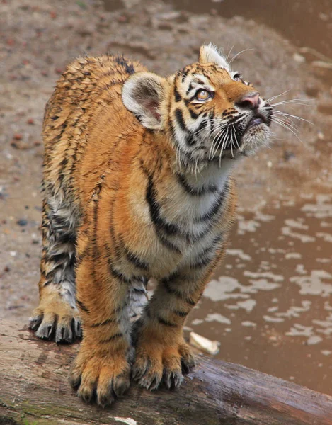 Raubtier Tigerkatze — Stockfoto