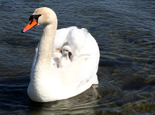 Primo Piano Schwan Giovane — Foto Stock