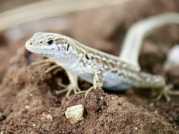 Animales Jóvenes Enfoque Selectivo — Foto de Stock