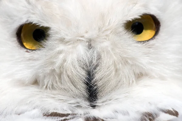 Closeup Cute Owl Wild Nature — Stock Photo, Image