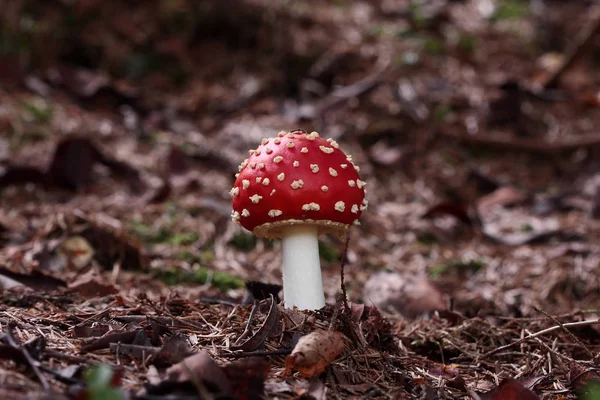 Paddenstoelen Kweken Bos Natuur Achtergrond — Stockfoto