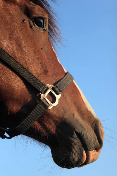 Schattig Paard Wilde Natuur — Stockfoto