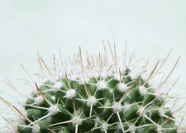 Planta Cactus Planta Botánica Con Espinas — Foto de Stock