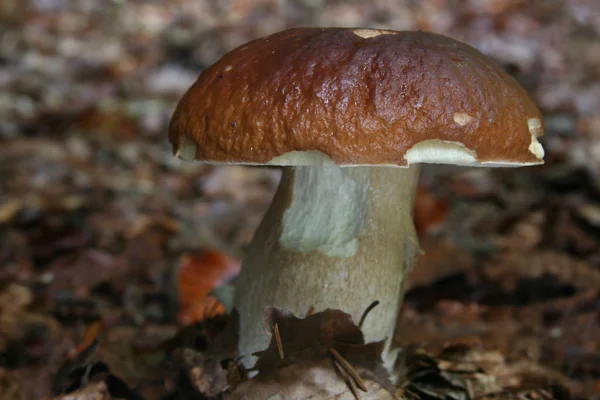 Season Mushrooms Fungus Plant — Stock Photo, Image