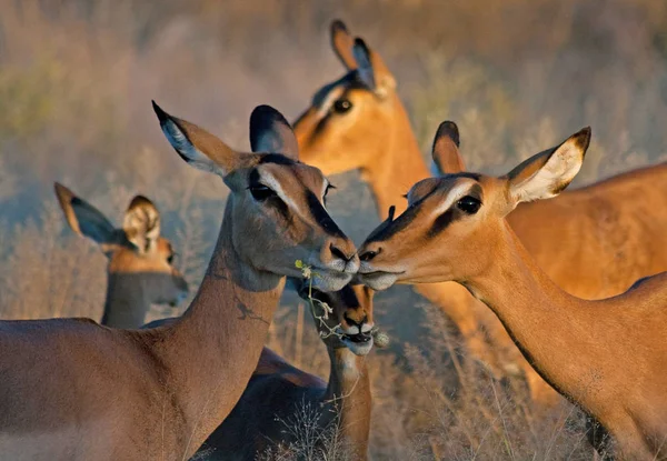 Dois Impala Fêmea Nova Parque Nacional Kruger Africa Sul — Fotografia de Stock