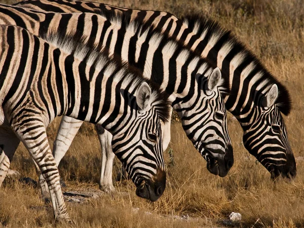 Csíkos Zebra Állat Emlős — Stock Fotó