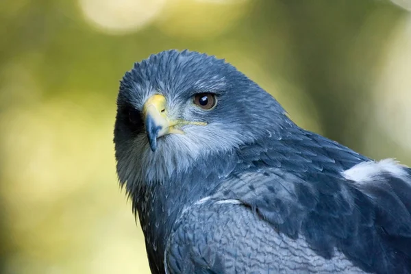 Uccello Tema Pittoresco Colpo — Foto Stock