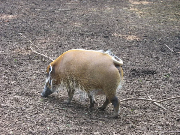 Verschiedene Tiere Selektiver Fokus — Stockfoto