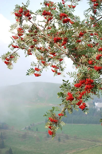 Gros Plan Sur Les Baies Concept Alimentation Saine — Photo