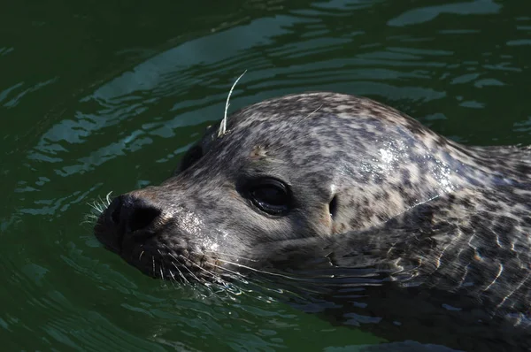 動物園での動物の閉鎖 — ストック写真