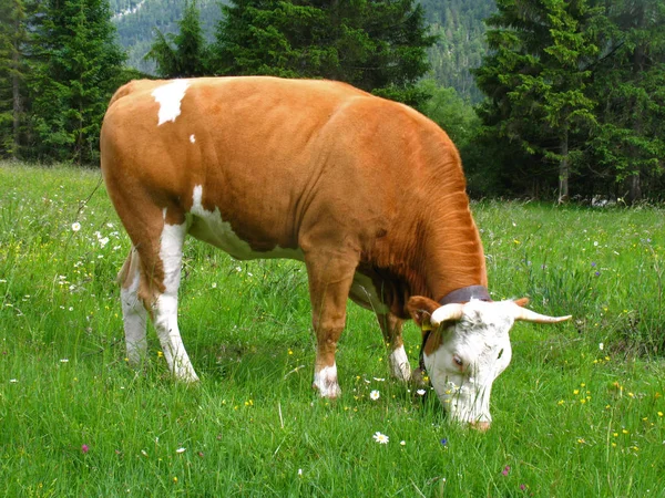 Vaca Una Pradera Flores — Foto de Stock