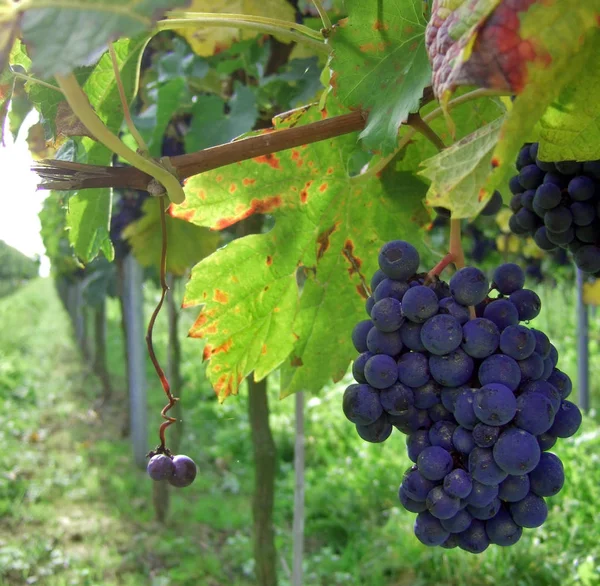 Natureza Folhagem Árvore Uvas Crescem Com Folhas — Fotografia de Stock