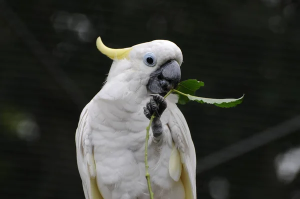 Naturskønne Udsigt Smukke Papegøje Naturen - Stock-foto