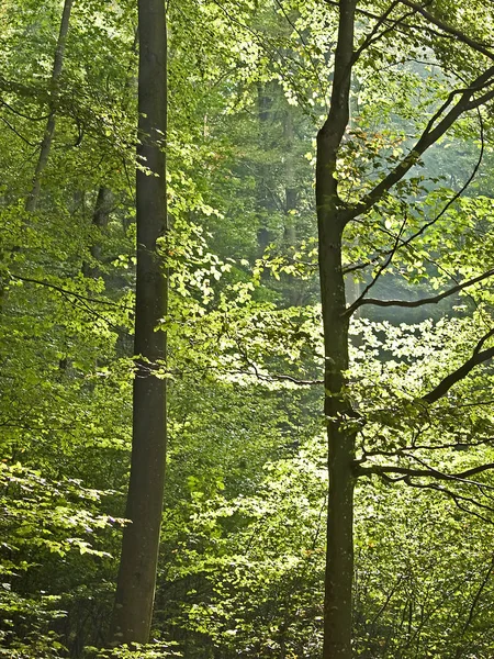 Flora Dzikiego Lasu Ciągu Dnia — Zdjęcie stockowe