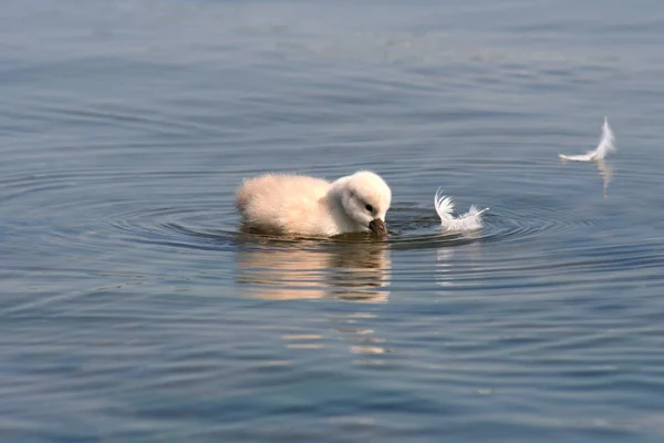 Primo Piano Cigno Giovane — Foto Stock