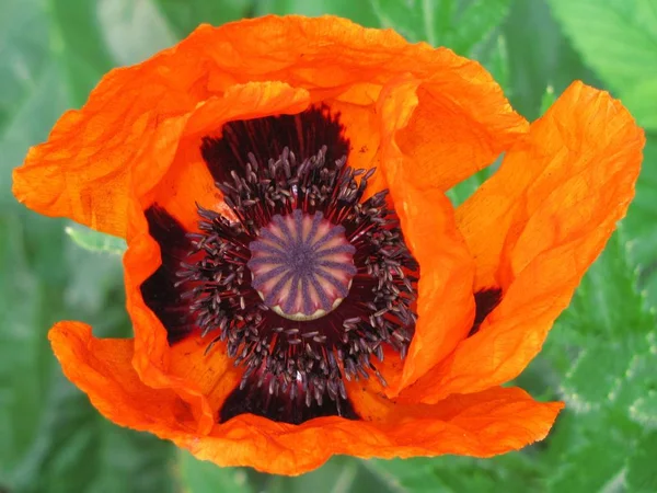 Poppy Img 2393 — ストック写真