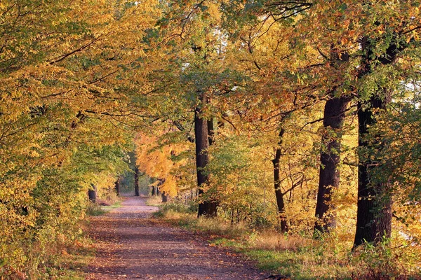 Podzimní Les Podzimní Období Listí — Stock fotografie