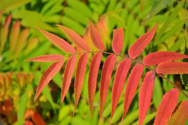 Couleurs Automne Feuillage Saison Automne — Photo