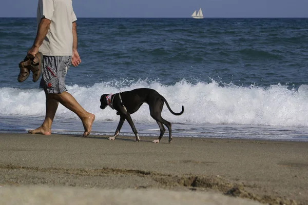 Man Met Hond Het Strand — Stockfoto