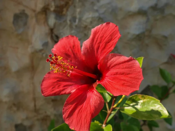 Landschaftlich Schöne Bunte Hibiskusblüte — Stockfoto