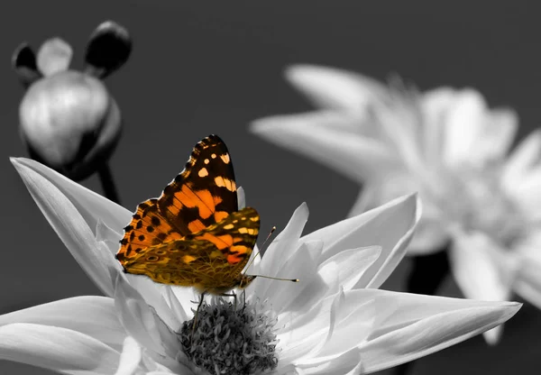 Nahaufnahme Von Wanzen Der Wilden Natur — Stockfoto