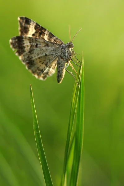 Close Bug Natureza Selvagem — Fotografia de Stock