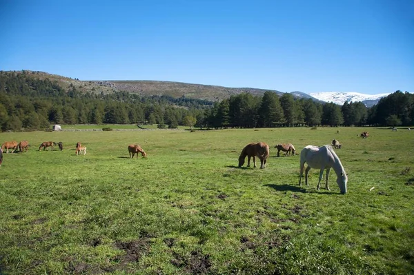Horses Grazing Avila — Stock Photo, Image