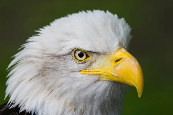 Testa Aquila Calva Vista Angolo Laterale — Foto Stock