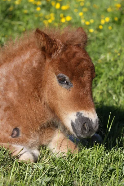 Animales Jóvenes Enfoque Selectivo — Foto de Stock