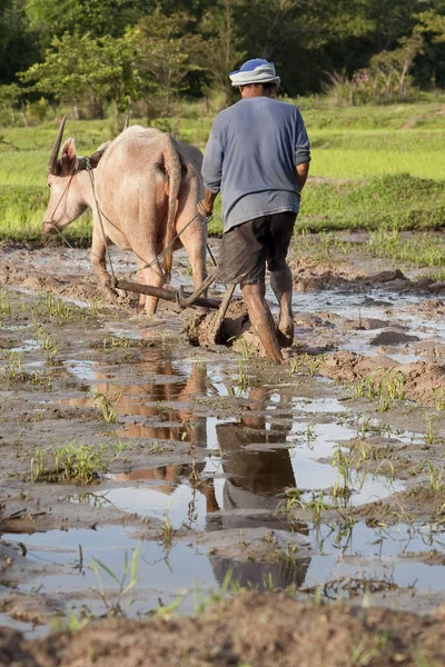 Plough Water Buffalo Rice Field — Stock Photo, Image