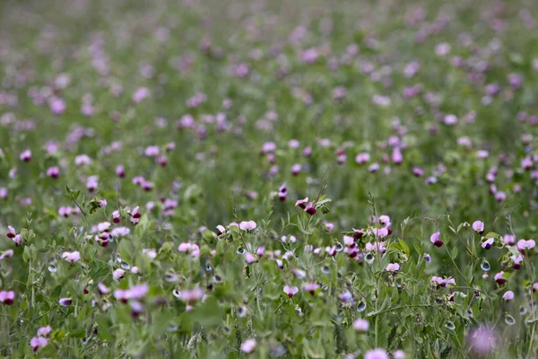 Vackra Blommor Blommigt Koncept Bakgrund — Stockfoto