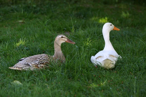 Zwemmen Vogel Wildheid Concept — Stockfoto