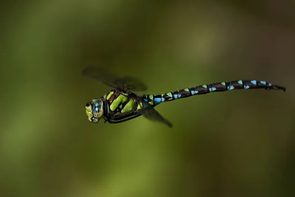 Detailní Makro Pohled Hmyz Vážky — Stock fotografie