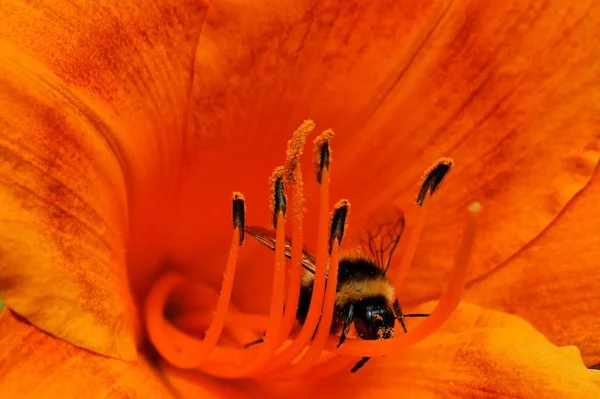 Bir Çiçeğin Makro Çekimi — Stok fotoğraf