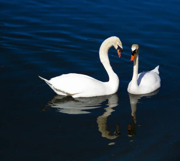 Par Cisnes Flutuando Uma Lagoa — Fotografia de Stock