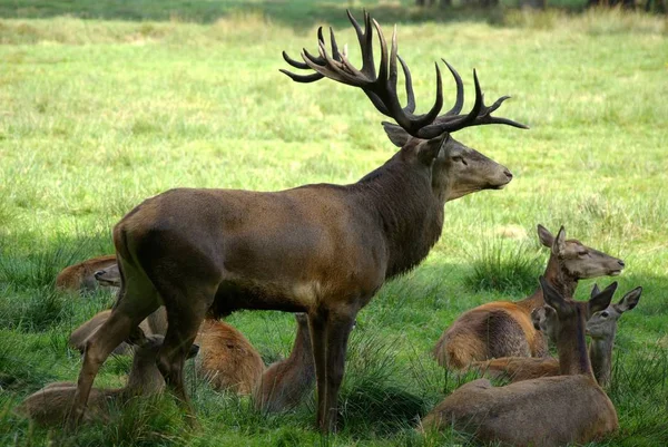 Naturaleza Vida Silvestre Ciervos Barbecho — Foto de Stock