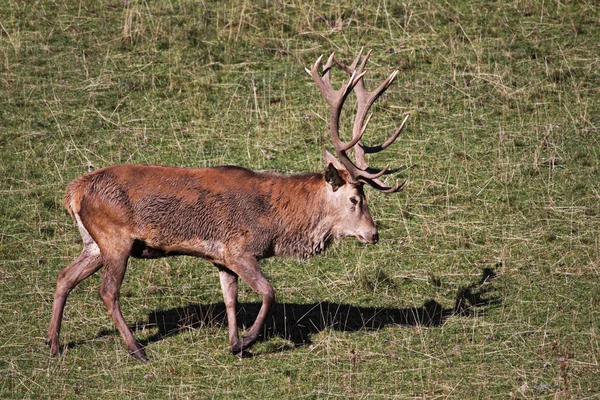 Natura Fauna Selvatica Daini — Foto Stock