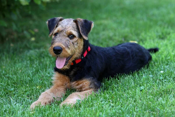 Airedale Terrier Brown Curly Dog — Stock Photo, Image